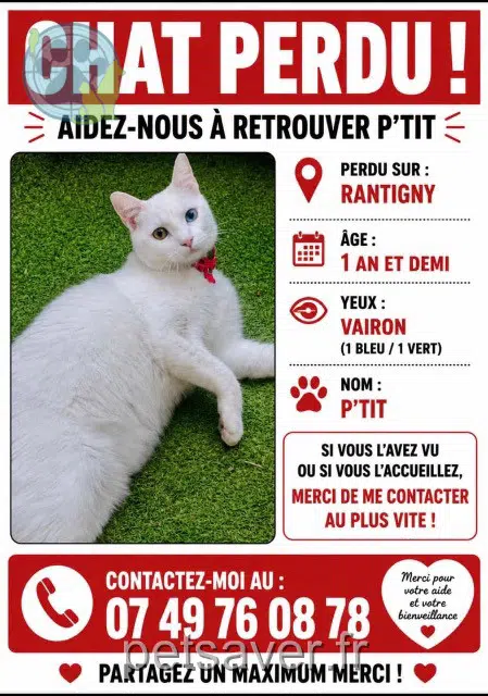 chat lost   60290 Rantigny Minou