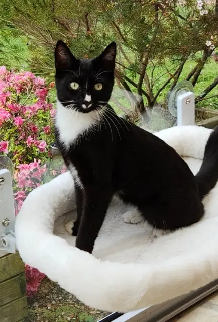 chat lost   60390 Le Vauroux Moustic