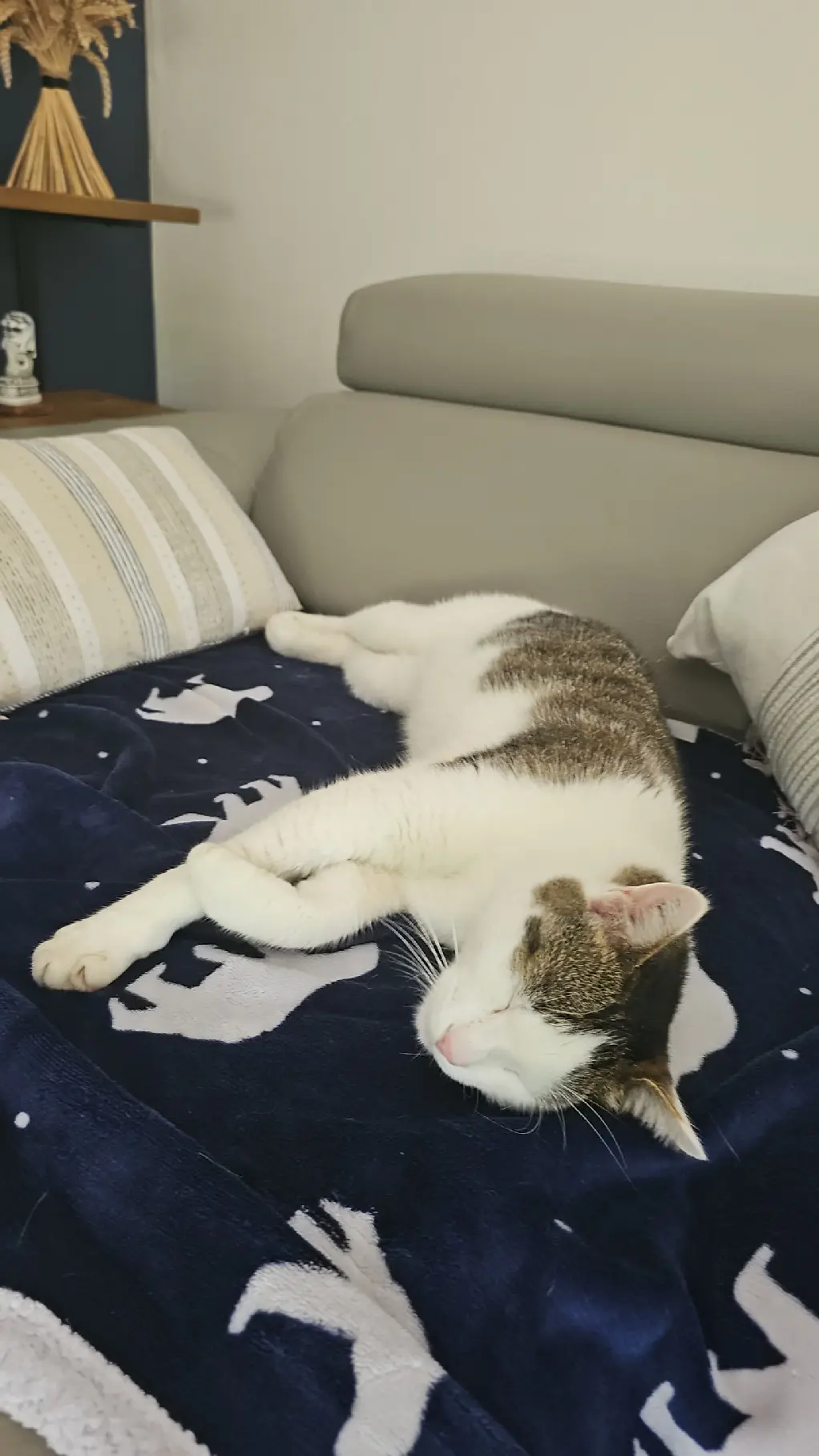Chat Perdu 60 Oise - Mowgli Chat Perdu 60 Oise - Mowgli