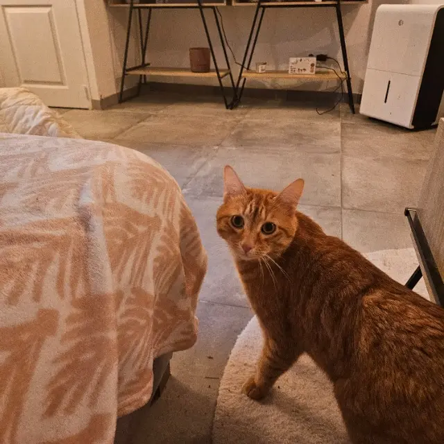 chat lost   60280 Margny-lès-Compiègne Muphin