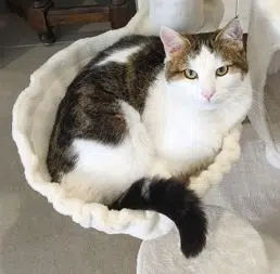 chat lost   60540 Bornel Mushu