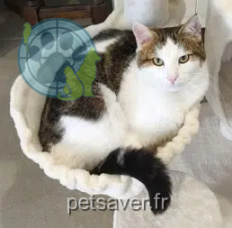 gato perdido 60540 Bornel Mushu gato lost 60540 Bornel Mushu