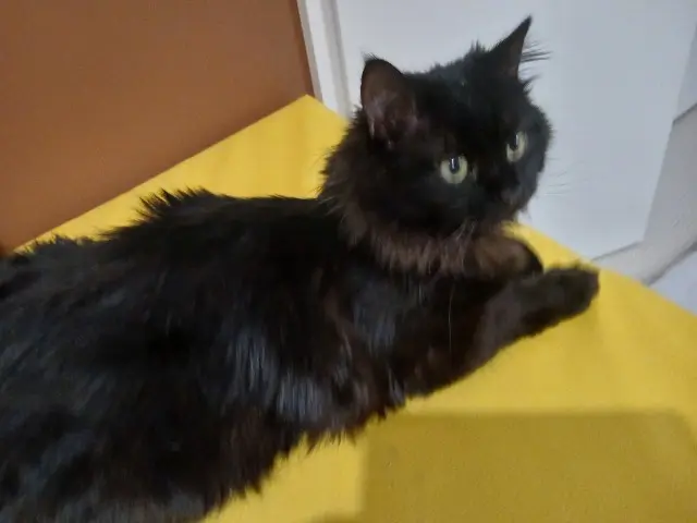 chat lost   60880 Armancourt N'y ny