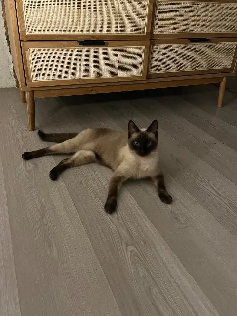 chat lost   60380 Escames Naboo