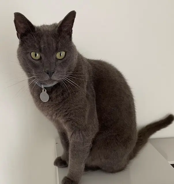 chat lost   60360 Crèvecœur-le-Grand Neji