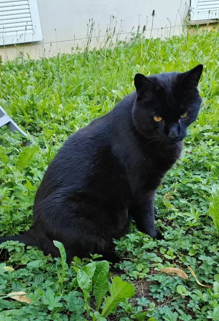 chat lost   60700 Pont-Sainte-Maxence Nemesis