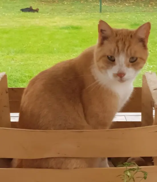 chat lost   60310 Amy Nougat