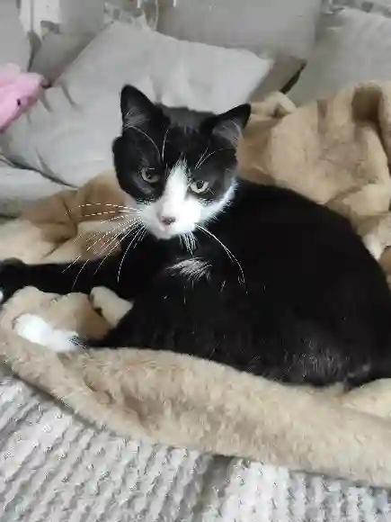 Chat Perdu 60 Oise - Nouki Chat Perdu 60 Oise - Nouki