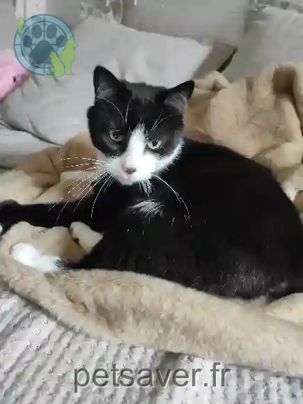 Chat Perdu 60 Oise - Nouki Chat Perdu 60 Oise - Nouki