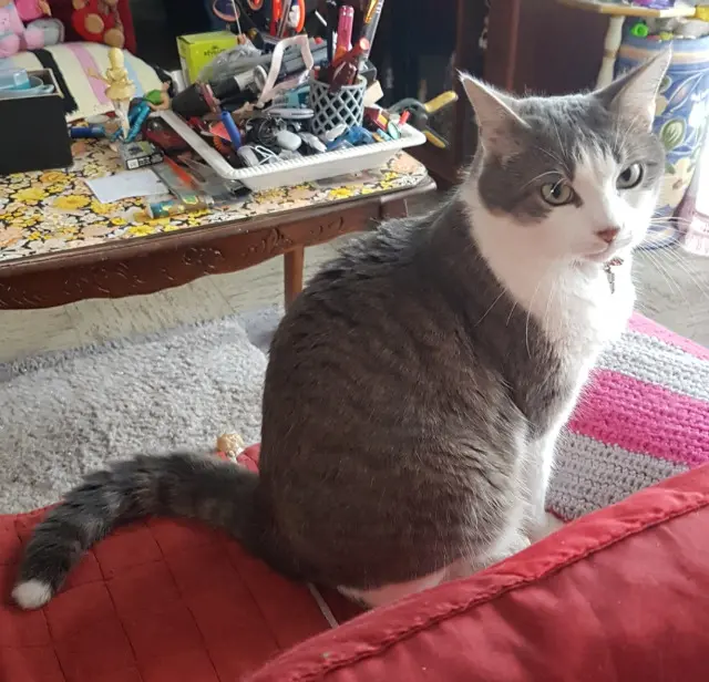 chat lost   60800 Lévignen Nournours