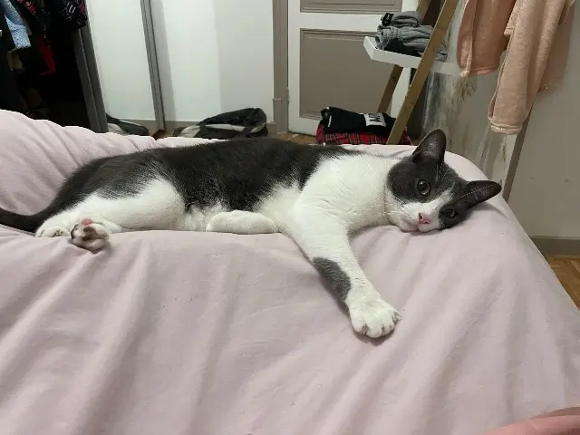 chat lost   60160 Montataire Oliver (Boo sur la puce)