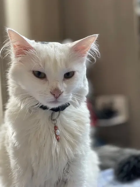 chat lost   60700 Pont-Sainte-Maxence OPALE
