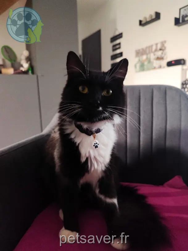 Chat Perdu 60 Oise - Oréo Chat Perdu 60 Oise - Oréo