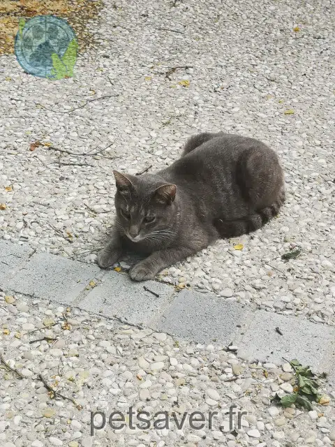 chat lost   60140 Liancourt Oslo