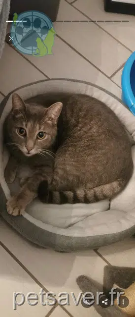 chat lost   60140 Liancourt Oslo