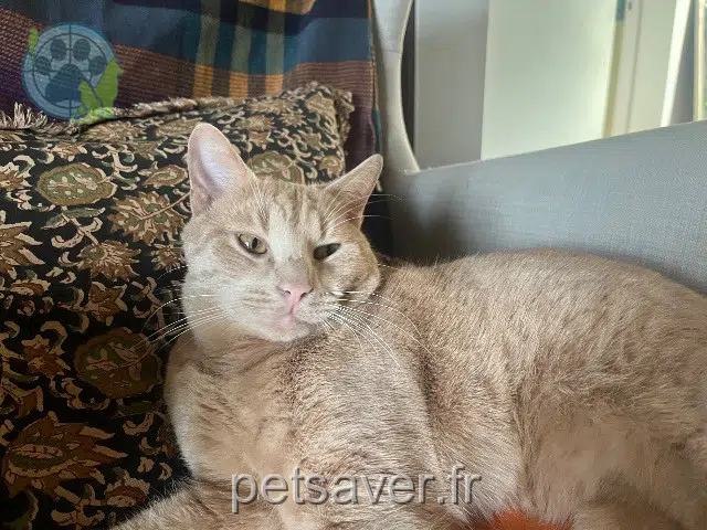 chat lost   60119 Hénonville Pacha