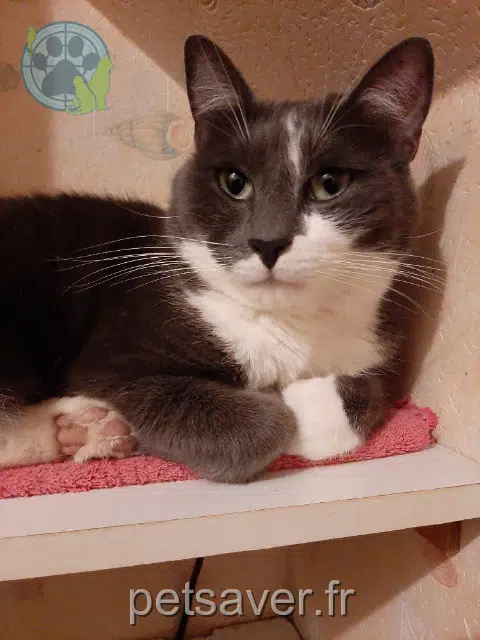 chat lost   60490 Ressons-sur-Matz Pacha