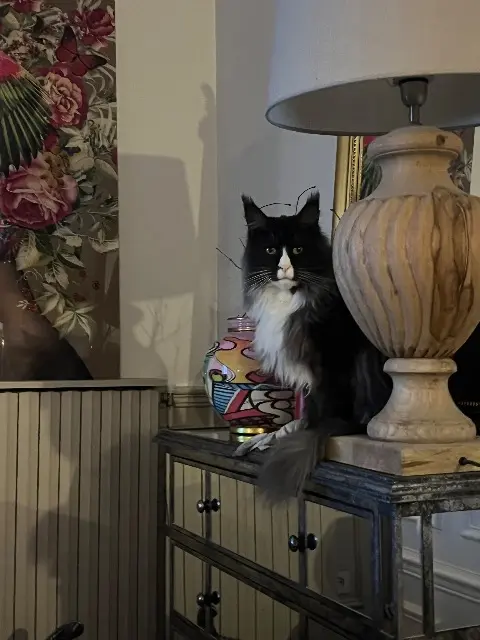 chat lost   60190 Moyenneville Panda