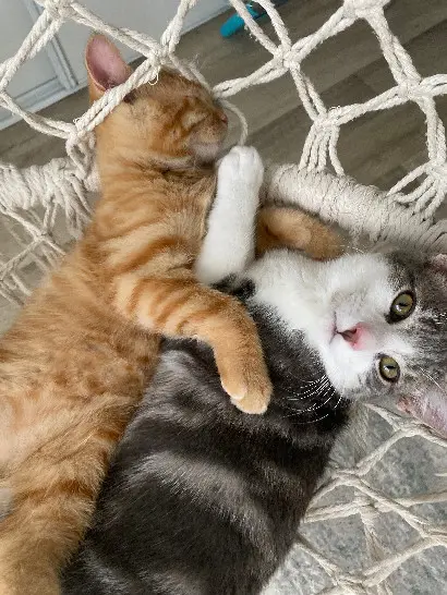Chat Perdu 60 Oise - Paşa Chat Perdu 60 Oise - Paşa