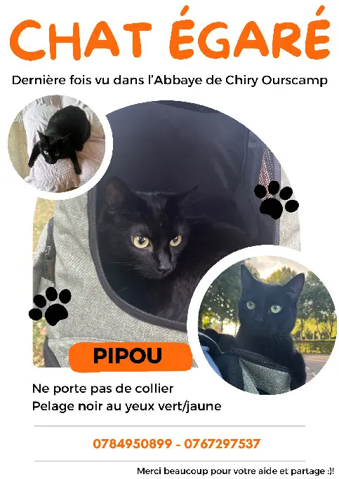 Chat Perdu 60 Oise - Pipou Chat Perdu 60 Oise - Pipou