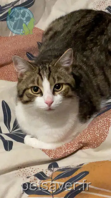 gatto lost   60000 Beauvais Pirouette