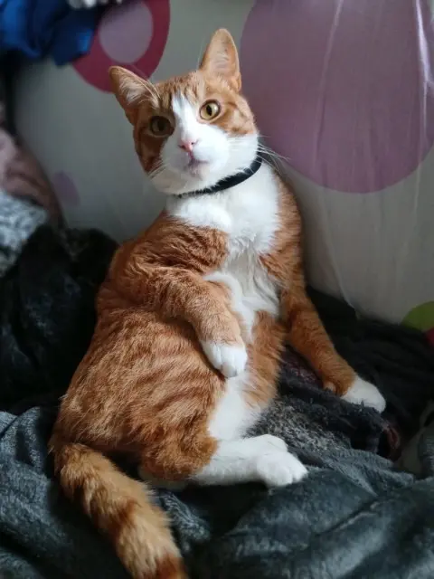chat lost   60490 Ressons-sur-Matz Pito