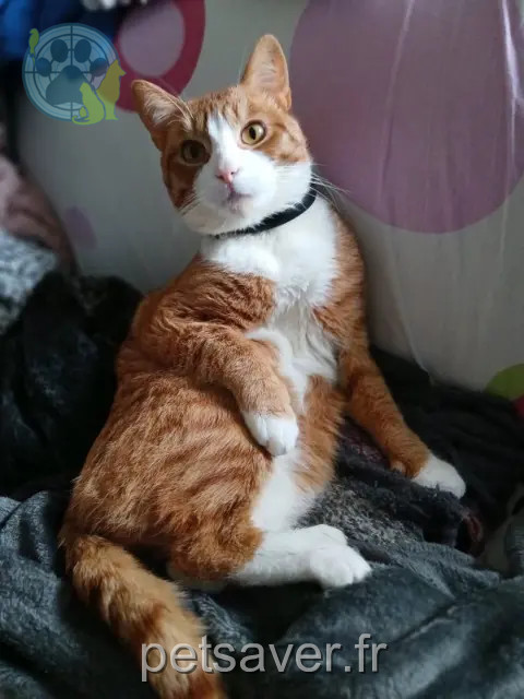 chat perdu 60490 Ressons-sur-Matz Pito chat lost 60490 Ressons-sur-Matz Pito