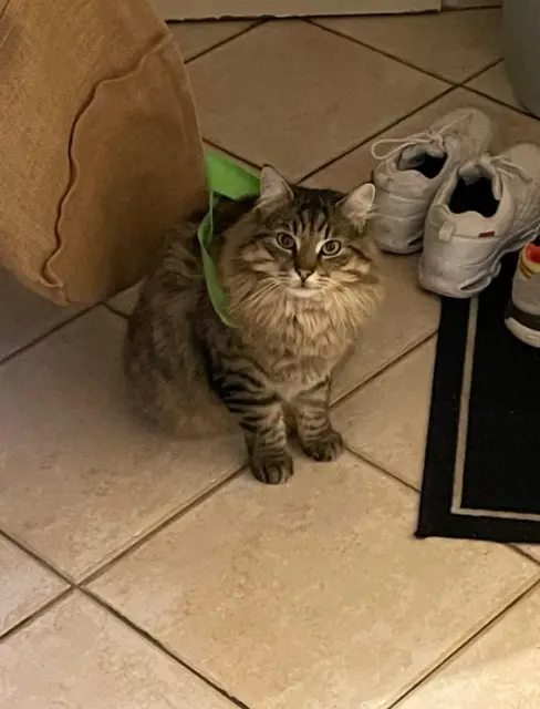 chat lost   60129 Béthancourt-en-Valois Pompon