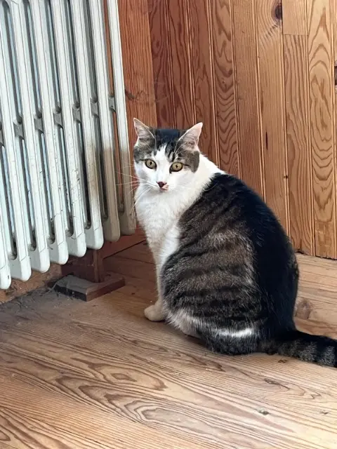 chat lost   60610 Lacroix-Saint-Ouen Priene
