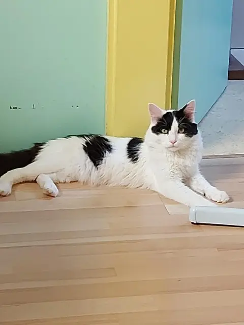 chat lost   60480 Froissy Pépite
