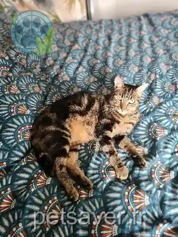 Chat Perdu 60 Oise - Rio Chat Perdu 60 Oise - Rio