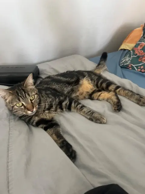 chat lost   60580 Coye-la-Forêt Rio