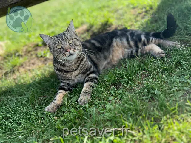 Kater vermisst 60150 Le Plessis-Brion Rocky Kater lost 60150 Le Plessis-Brion Rocky