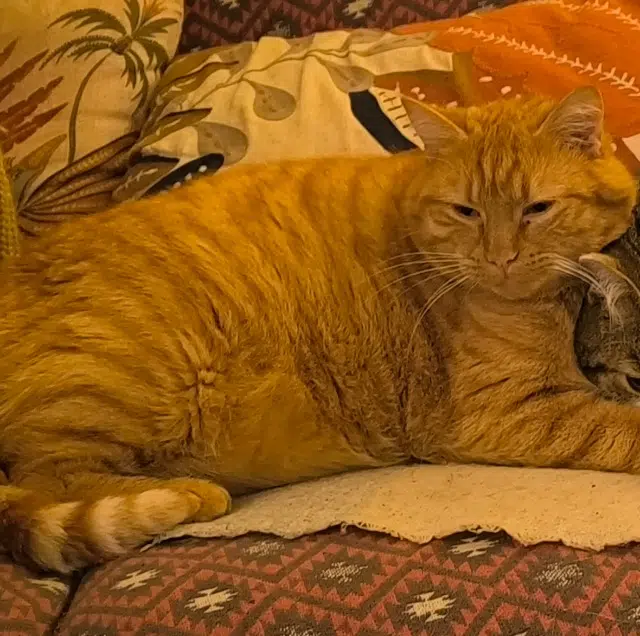 chat lost   60350 Cuise-la-Motte Roubio