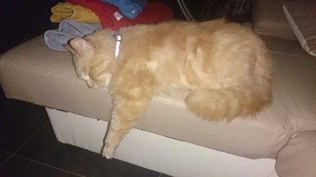 chat lost   60400 Babœuf Rubis