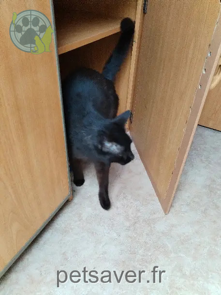 Chat Perdu 60 Oise - Réglisse Chat Perdu 60 Oise - Réglisse