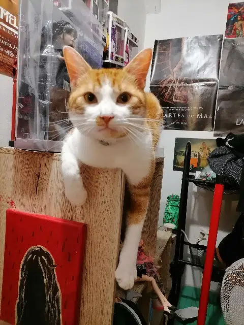 chat lost   60130 Saint-Just-en-Chaussée Sanji