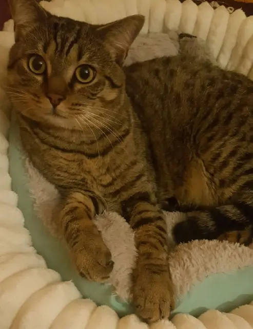 chat lost   60230 Chambly Sariaa