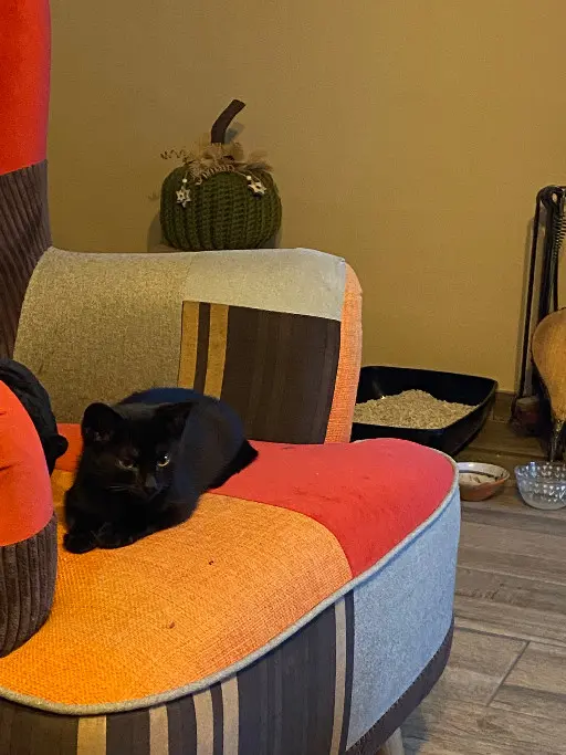 Chat Perdu 60 Oise Chat Perdu 60 Oise
