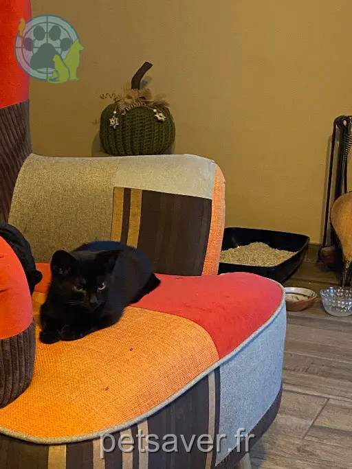 Chat Perdu 60 Oise Chat Perdu 60 Oise