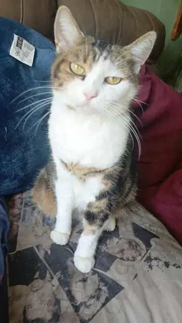 chat lost   60170 Ribécourt-Dreslincourt Simba