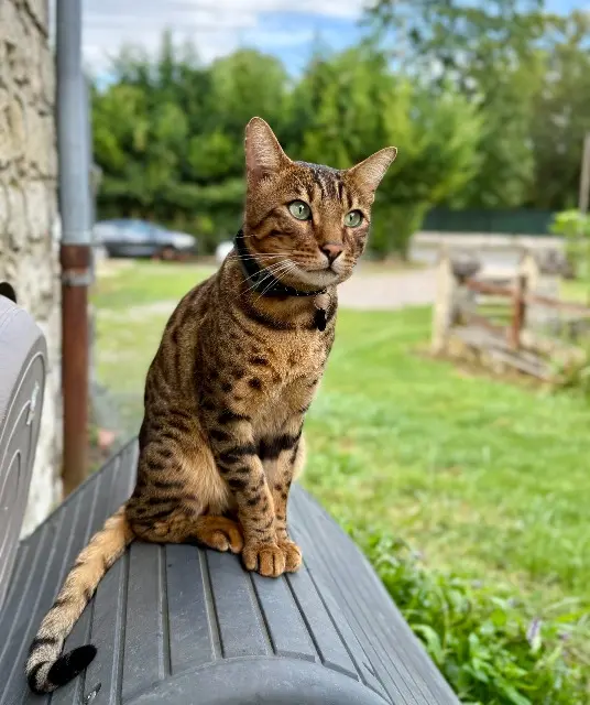 Kater vermisst 60890 Neufchelles Simba Kater lost 60890 Neufchelles Simba