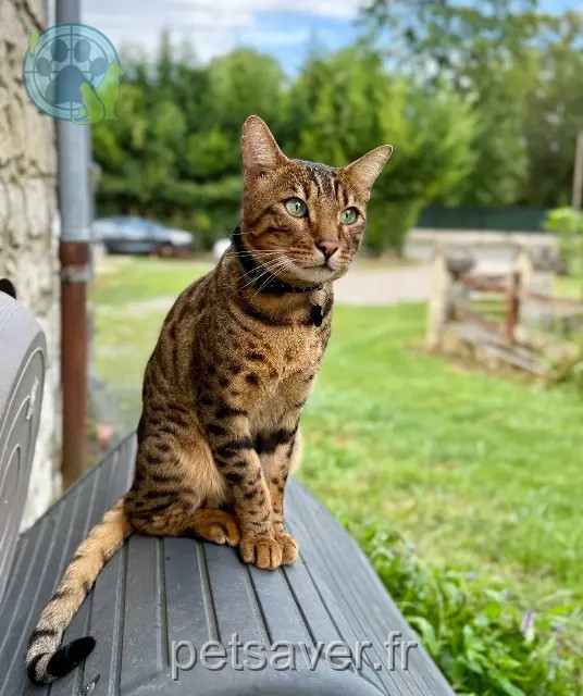kater vermist 60890 Neufchelles Simba kater lost 60890 Neufchelles Simba