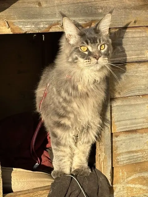 chat lost   60000 Beauvais Smic