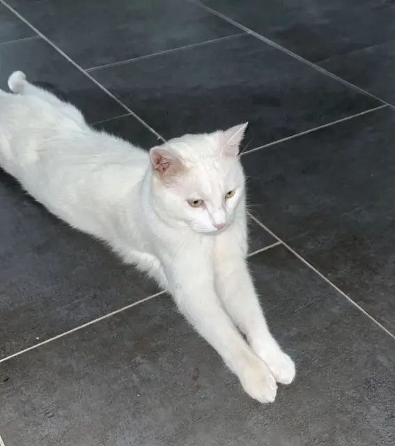 chat lost   60460 Précy-sur-Oise Snow