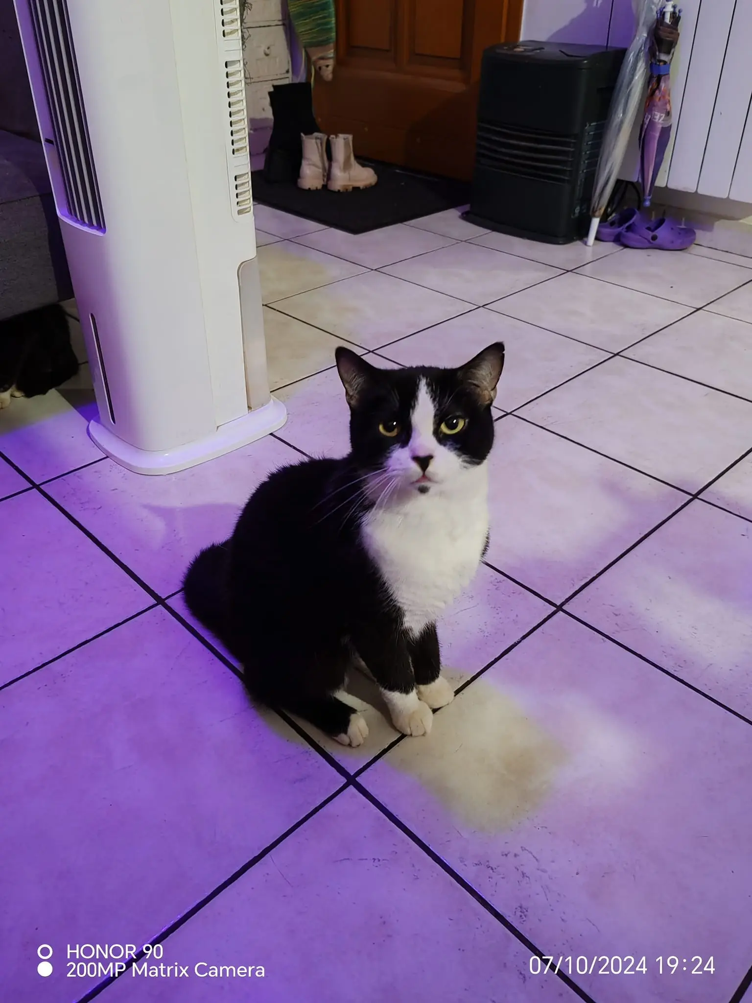 Chat Perdu 60 Oise - Spyro Chat Perdu 60 Oise - Spyro