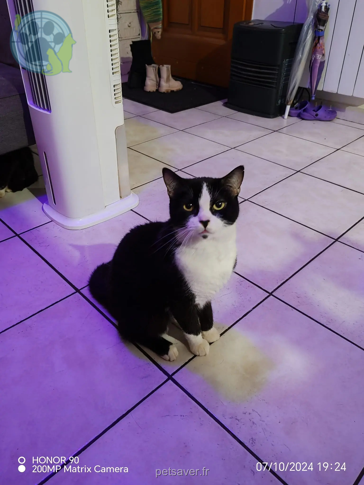 Chat Perdu 60 Oise - Spyro Chat Perdu 60 Oise - Spyro