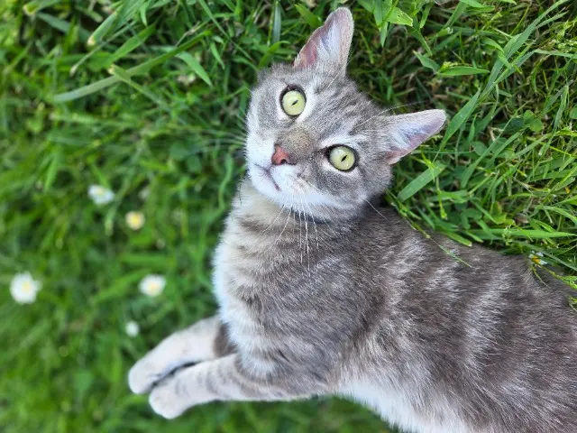 chat lost   60700 Pontpoint SWEETY