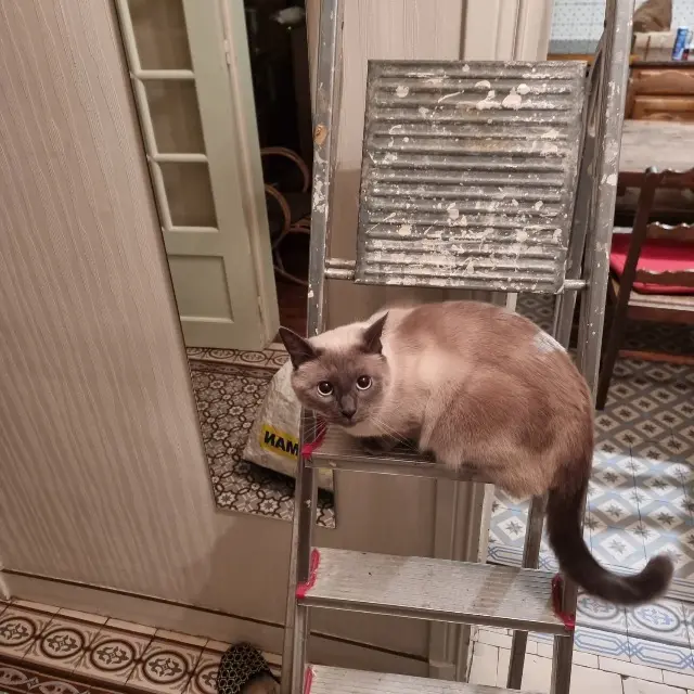chat lost   60580 Coye-la-Forêt Sydney