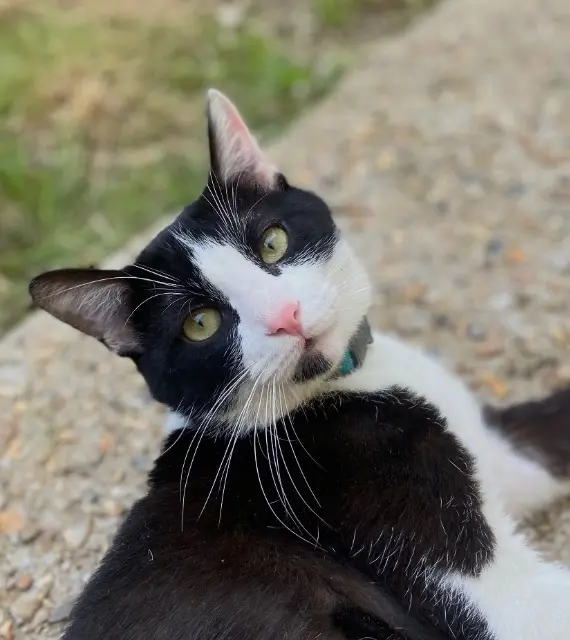 chat lost   60120 Ansauvillers Syla